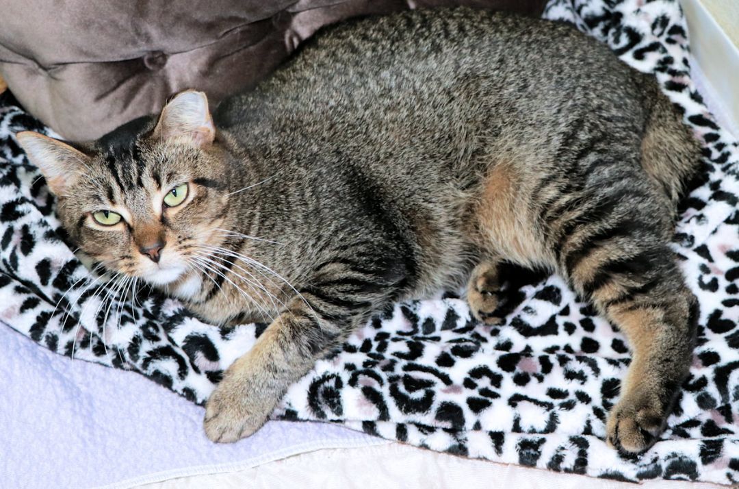 Bruce, a Adoptable mixed breed in Cincinnati, OH image 3/6