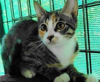 TG-Isabel, Adopted, Kitten Female Torbie.