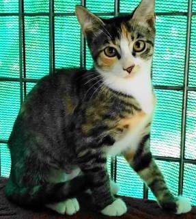 Enlarge TG-Isabel, a Adopted Torbie in Frankston, TX image 2/6