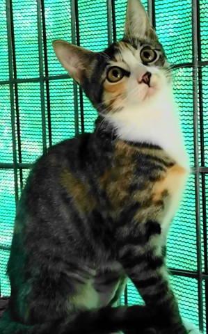 Enlarge TG-Isabel, a Adopted Torbie in Frankston, TX image 5/6