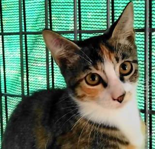 Enlarge TG-Isabel, a Adopted Torbie in Frankston, TX image 6/6