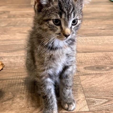 Eden Rose, adoptable, Kitten Female Domestic Short Hair.