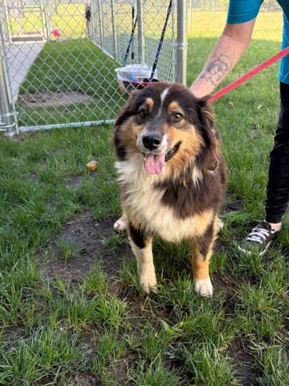 Penne, Adoptable, Adult Female Australian Shepherd & Mixed Breed.