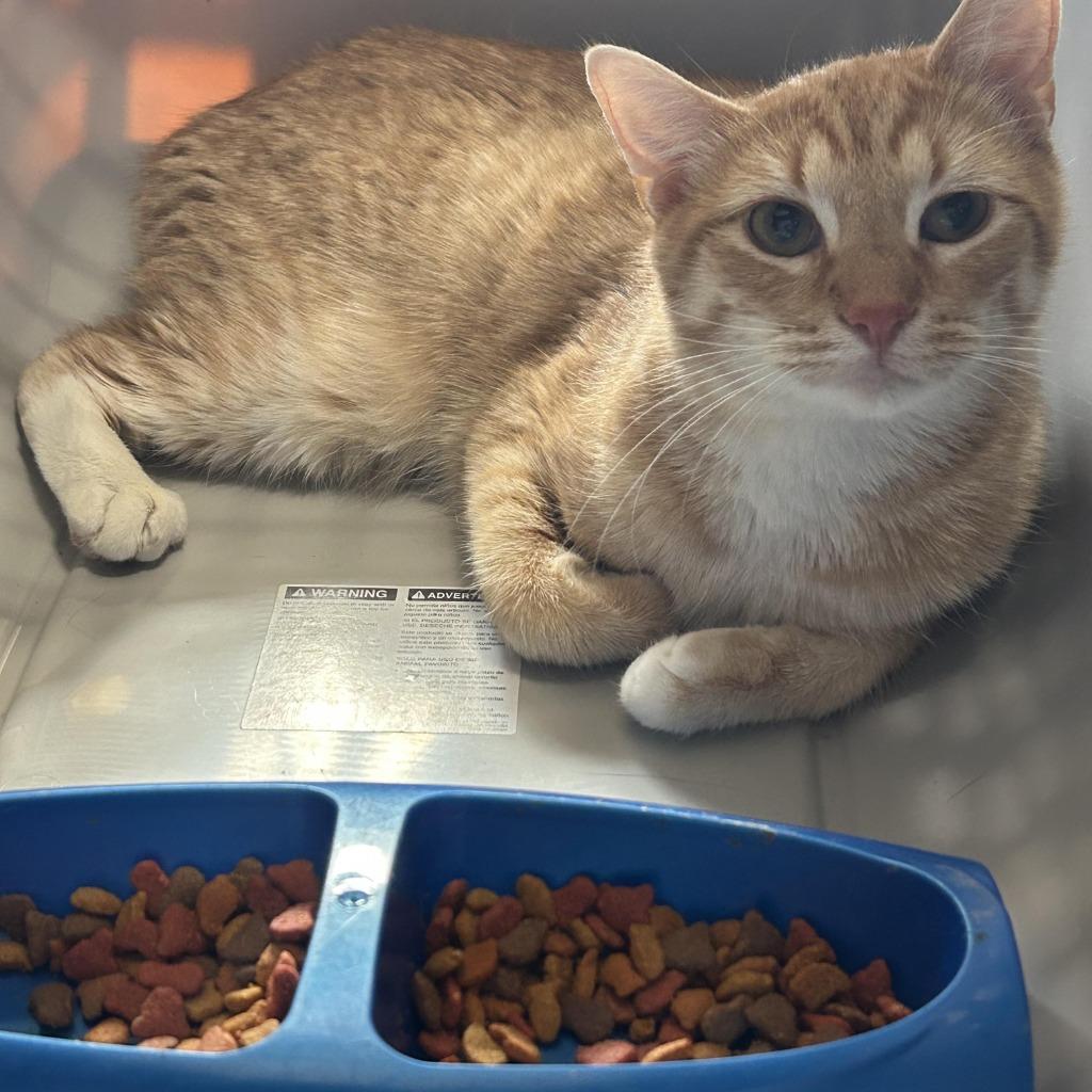 Taylor, Adoptable, Young Female Domestic Medium Hair.