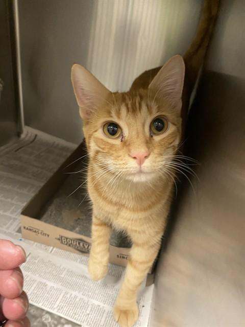 BERNIE, Adoptable, Young Male Domestic Short Hair.