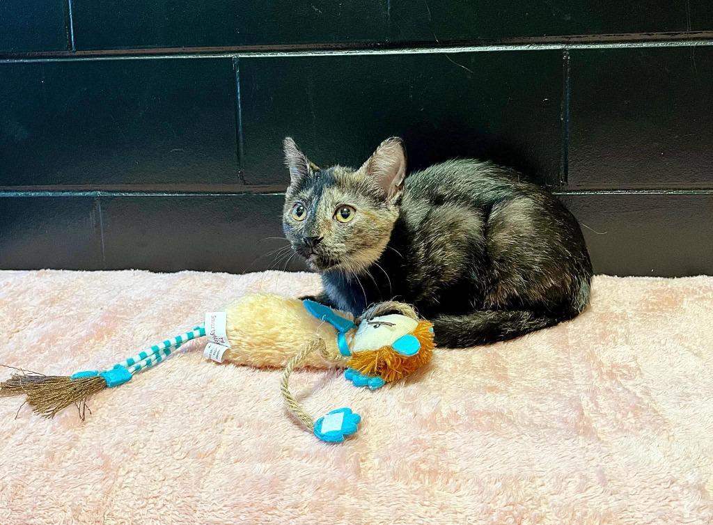 Cher, Adoptable, Kitten Female Domestic Short Hair.