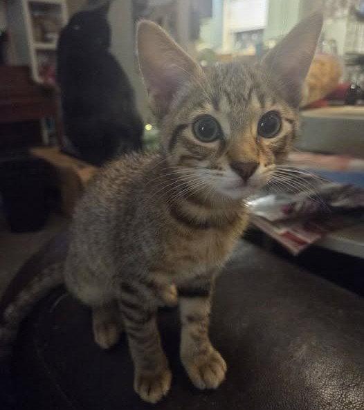 Peque, a Adopted Tabby in Plano, TX image 1/2