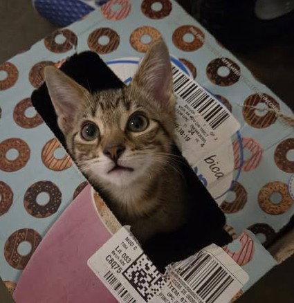 Peque, a Adopted Tabby in Plano, TX image 2/2
