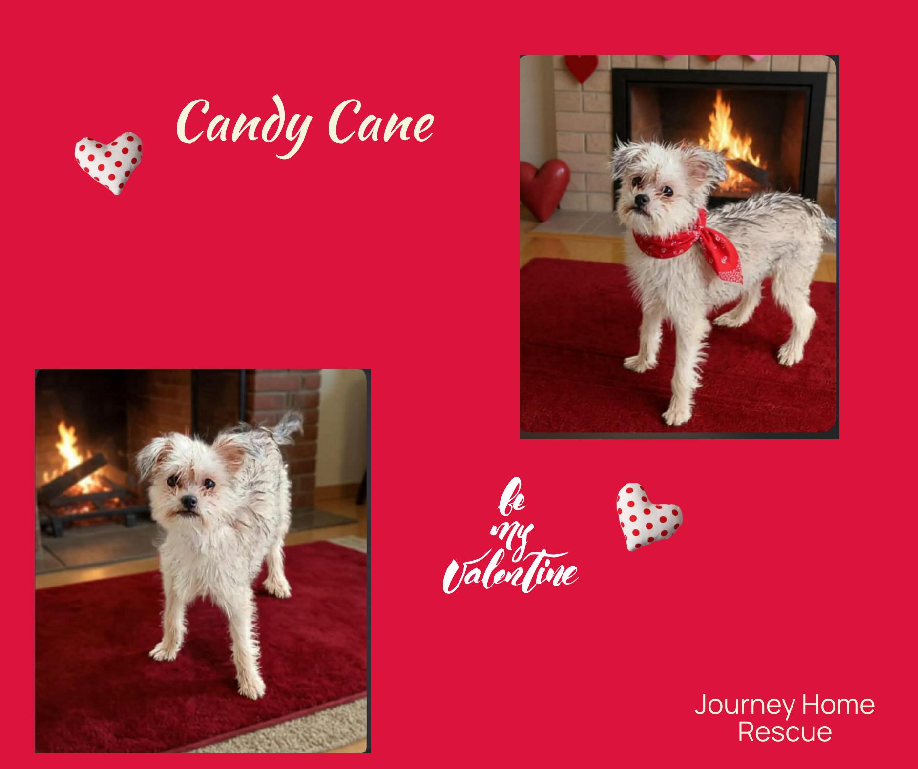 Enlarge Candy Cane, an adoptable mixed breed in East Wenatchee, WA image 1/1