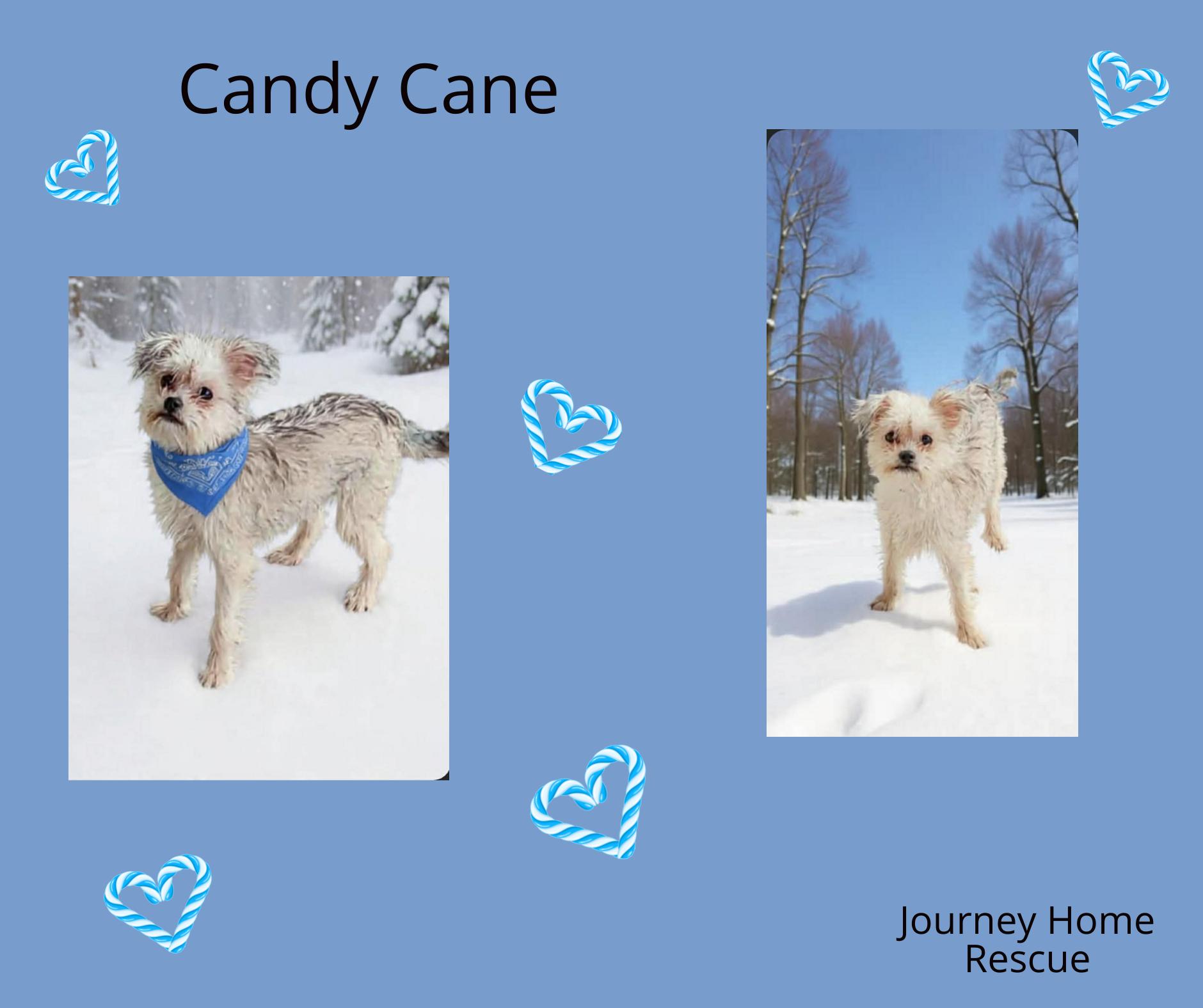Enlarge Candy Cane, a ADOPTABLE mixed breed in East Wenatchee, WA image 1/1