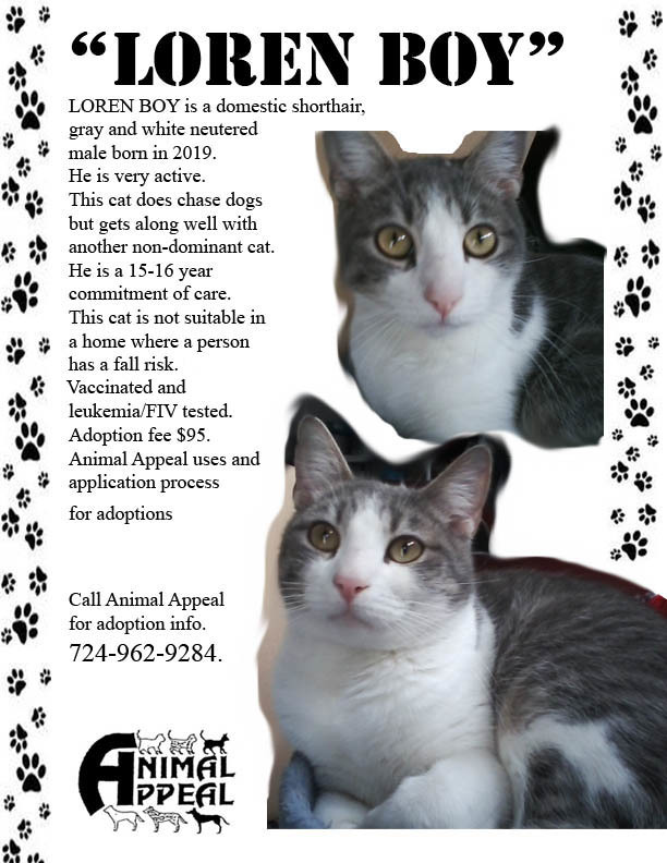 Enlarge LorenBoy, a Adoptable Domestic Short Hair in Sharpsville, PA image 1/2