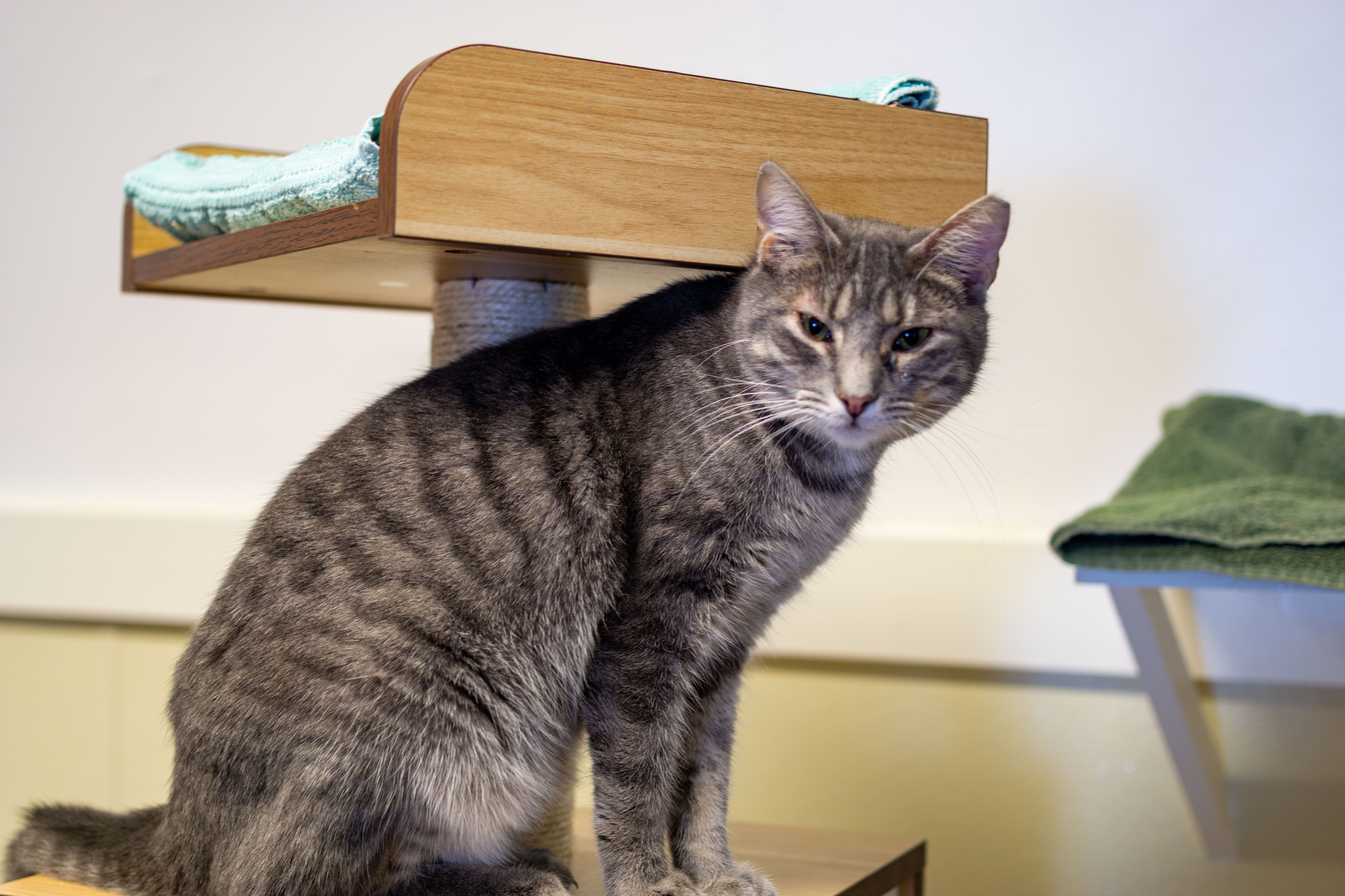 Smokey, Adoptable, Adult Male Domestic Short Hair.