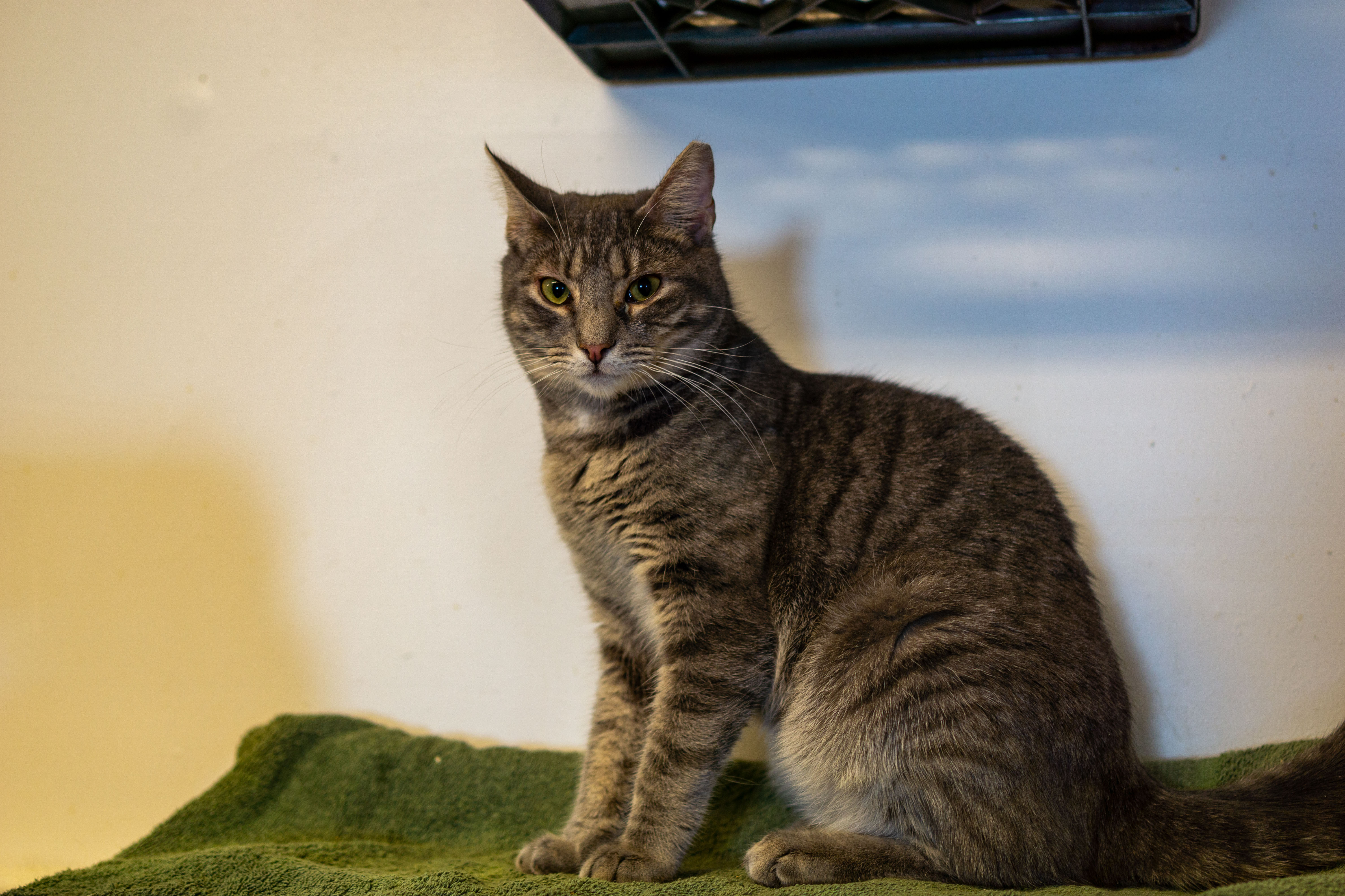 Enlarge Smokey, a Adoptable Domestic Short Hair in Cape May Court House, NJ image 2/4