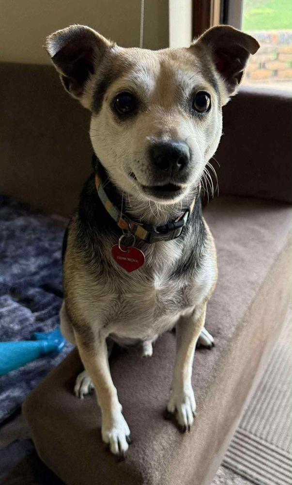 Mr. Pickles, a Adoptable mixed breed in Shawnee, OK image 1/6