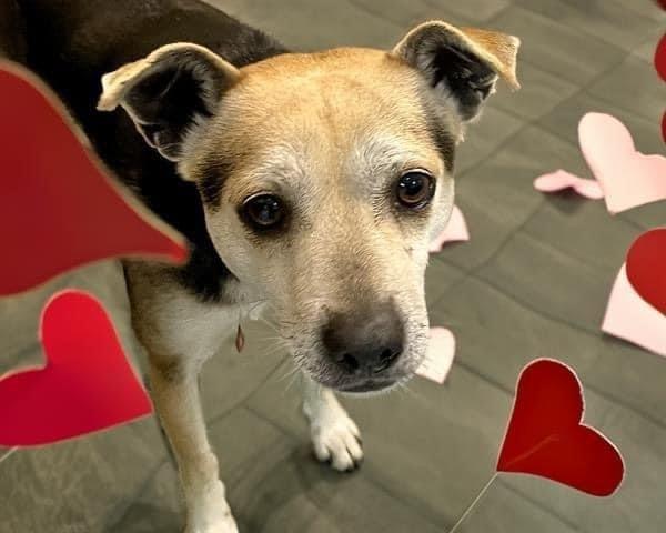 Mr. Pickles, a Adoptable mixed breed in Shawnee, OK image 2/6