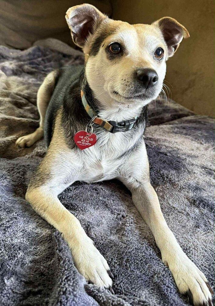 Mr. Pickles, a Adoptable mixed breed in Shawnee, OK image 3/6