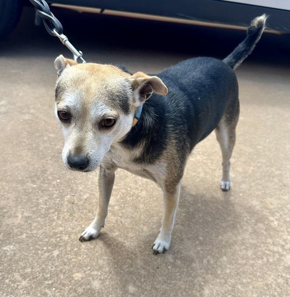 Mr. Pickles, a Adoptable mixed breed in Shawnee, OK image 4/6