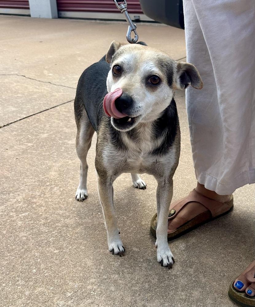 Mr. Pickles, a Adoptable mixed breed in Shawnee, OK image 5/6