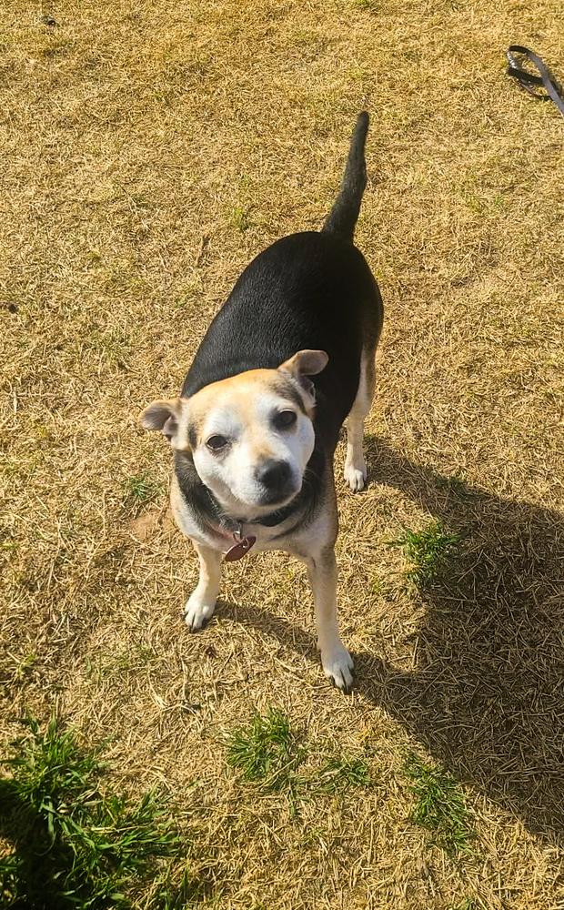 Mr. Pickles, Adoptable, Senior Male Rat Terrier & Hound.