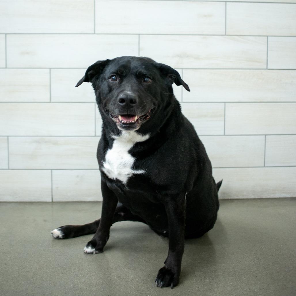 Indy, Adoptable, Senior Female Pit Bull Terrier & Black Labrador Retriever.