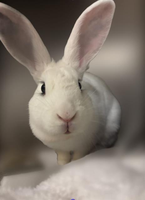 SAKURA, Adoptable, Adult Female Bunny Rabbit.
