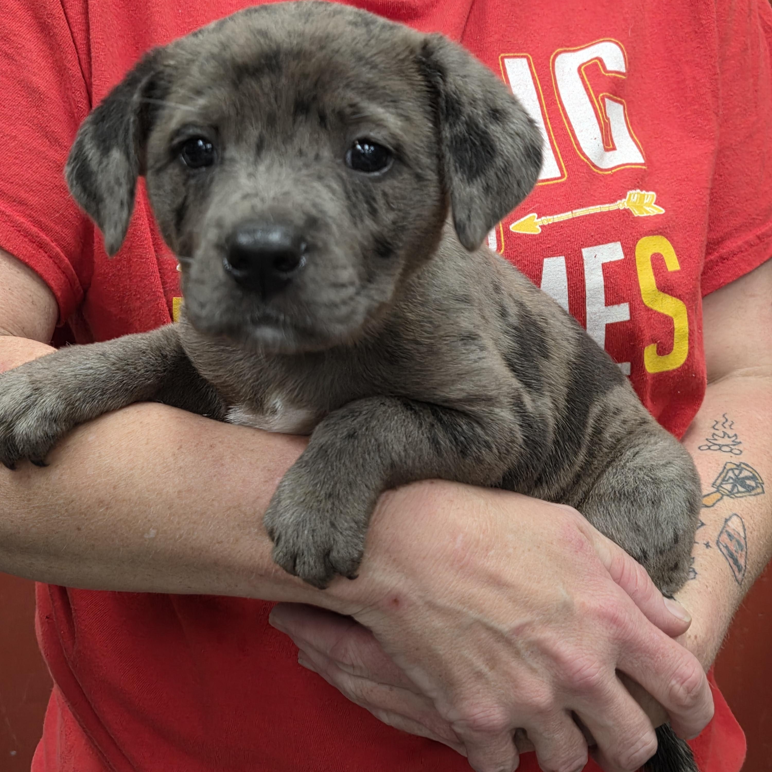 Enlarge Merle, a ADOPTABLE mixed breed in Parsons, KS image 1/1