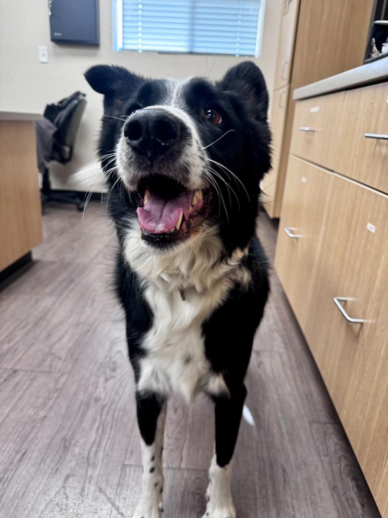 Enlarge Bandit, a Adoptable mixed breed in Gillette, WY image 1/4