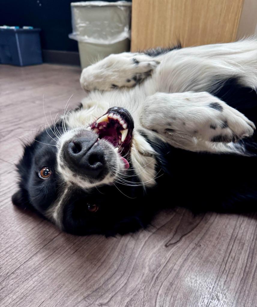 Enlarge Bandit, a Adoptable mixed breed in Gillette, WY image 2/4