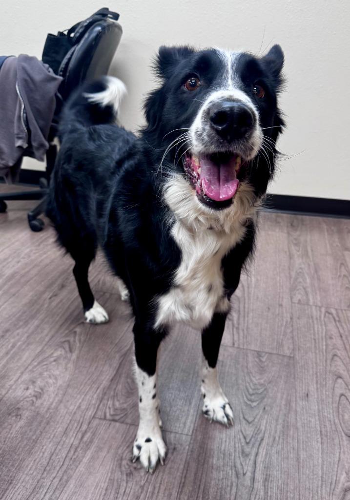 Enlarge Bandit, a Adoptable mixed breed in Gillette, WY image 4/4
