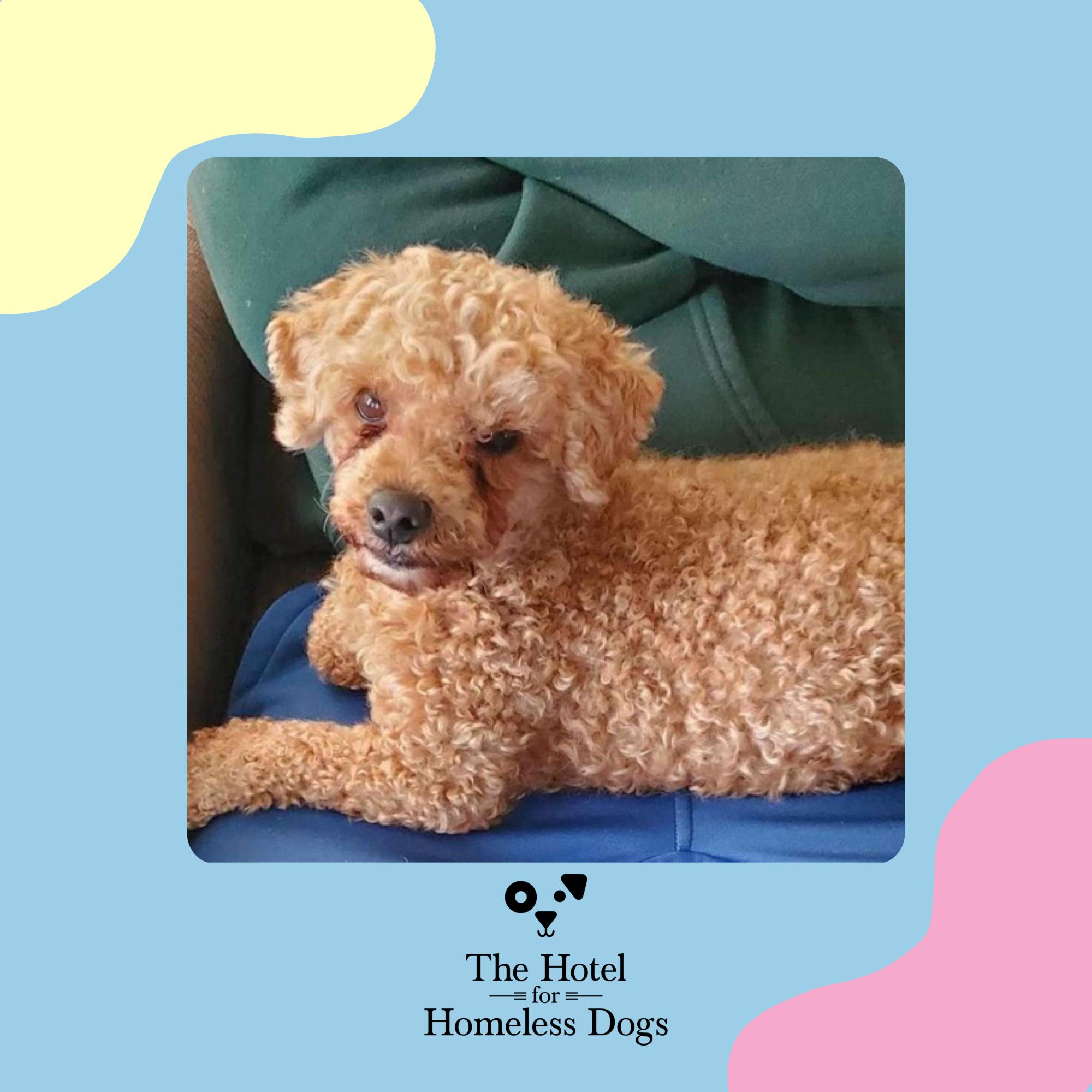Teddy, Adoptable, Adult Male Poodle.