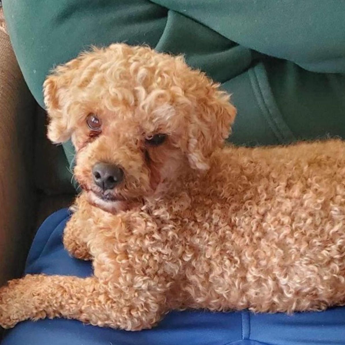 Teddy, a Adoptable mixed breed in Cumberland, RI image 2/2