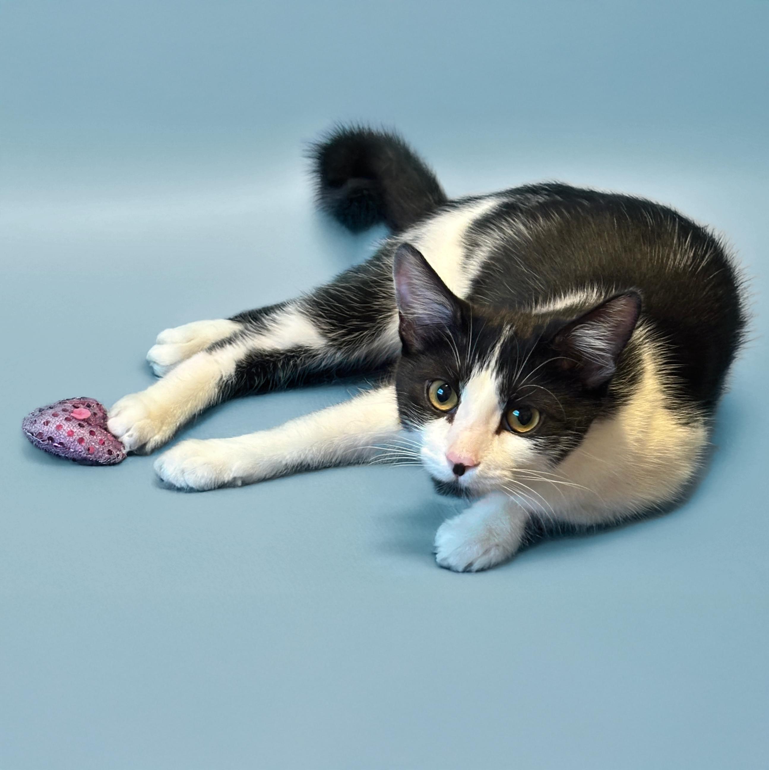 Enlarge Keira, a ADOPTABLE American Shorthair in Scottsdale, AZ image 1/2