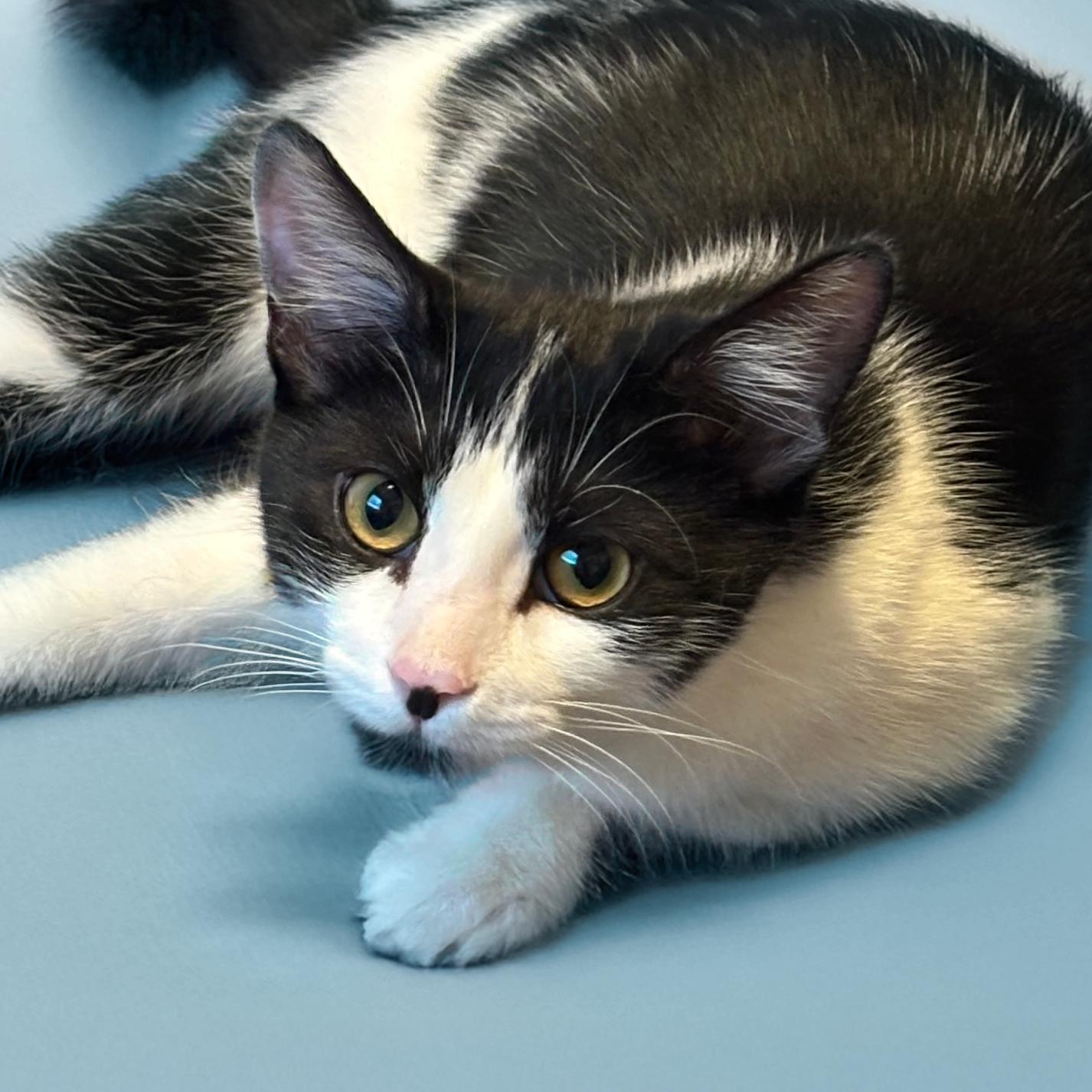 Enlarge Keira, a ADOPTABLE American Shorthair in Scottsdale, AZ image 2/2