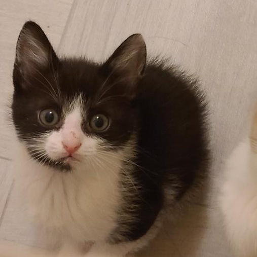 Fortune - Athens, GA, a Adoptable mixed breed in Athens, GA image 5/6