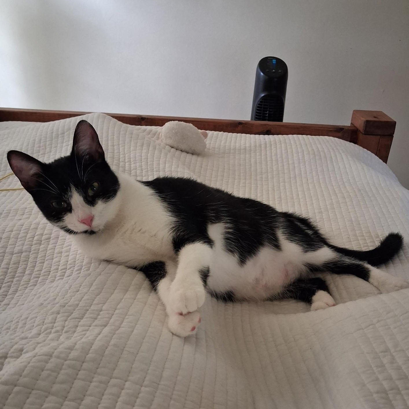 Fortune - Athens, GA, Adoptable, Kitten Female Domestic Short Hair & Tabby.