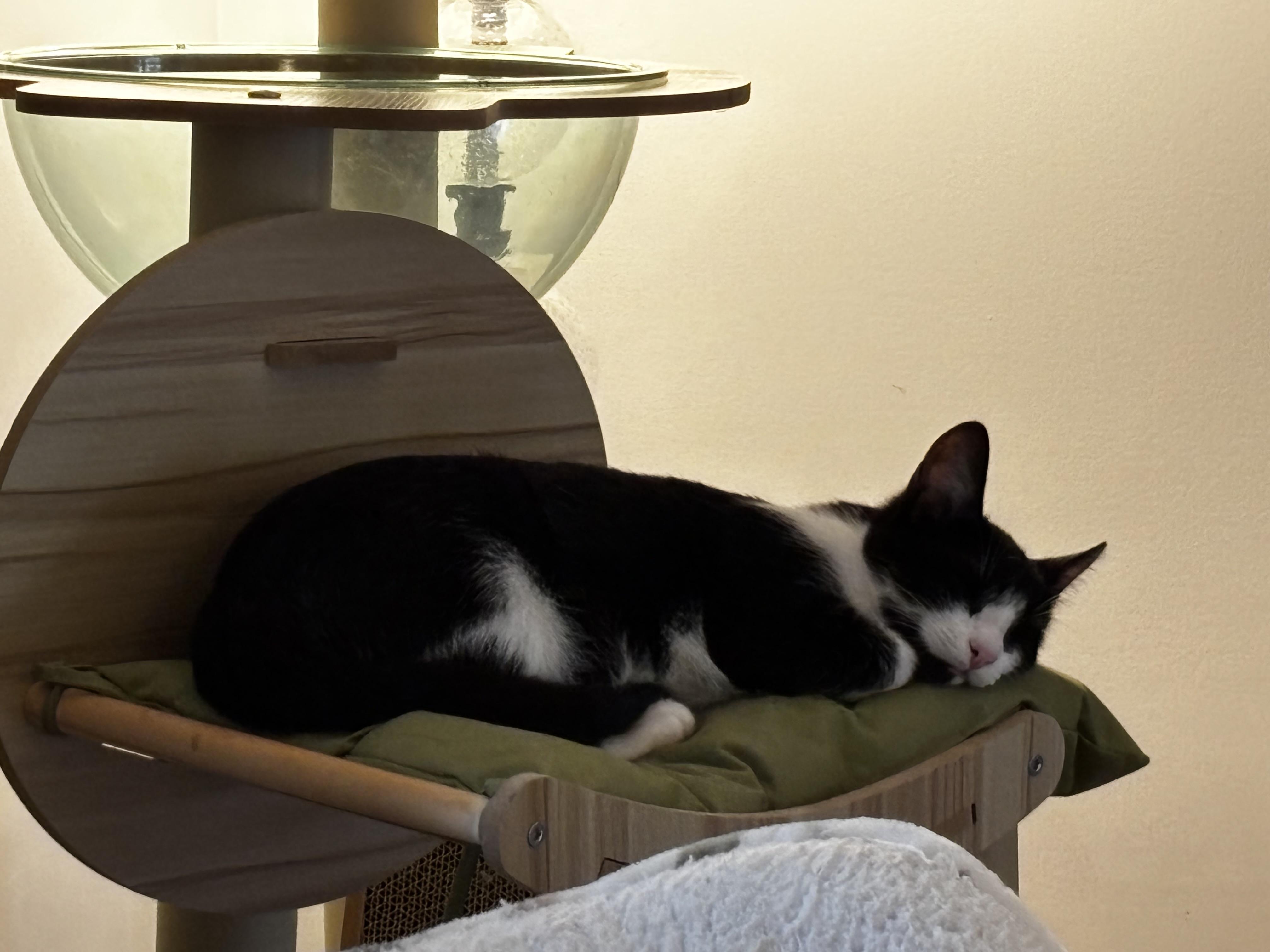 Enlarge Fortune - Athens, GA, a Adoptable mixed breed in Athens, GA image 5/5