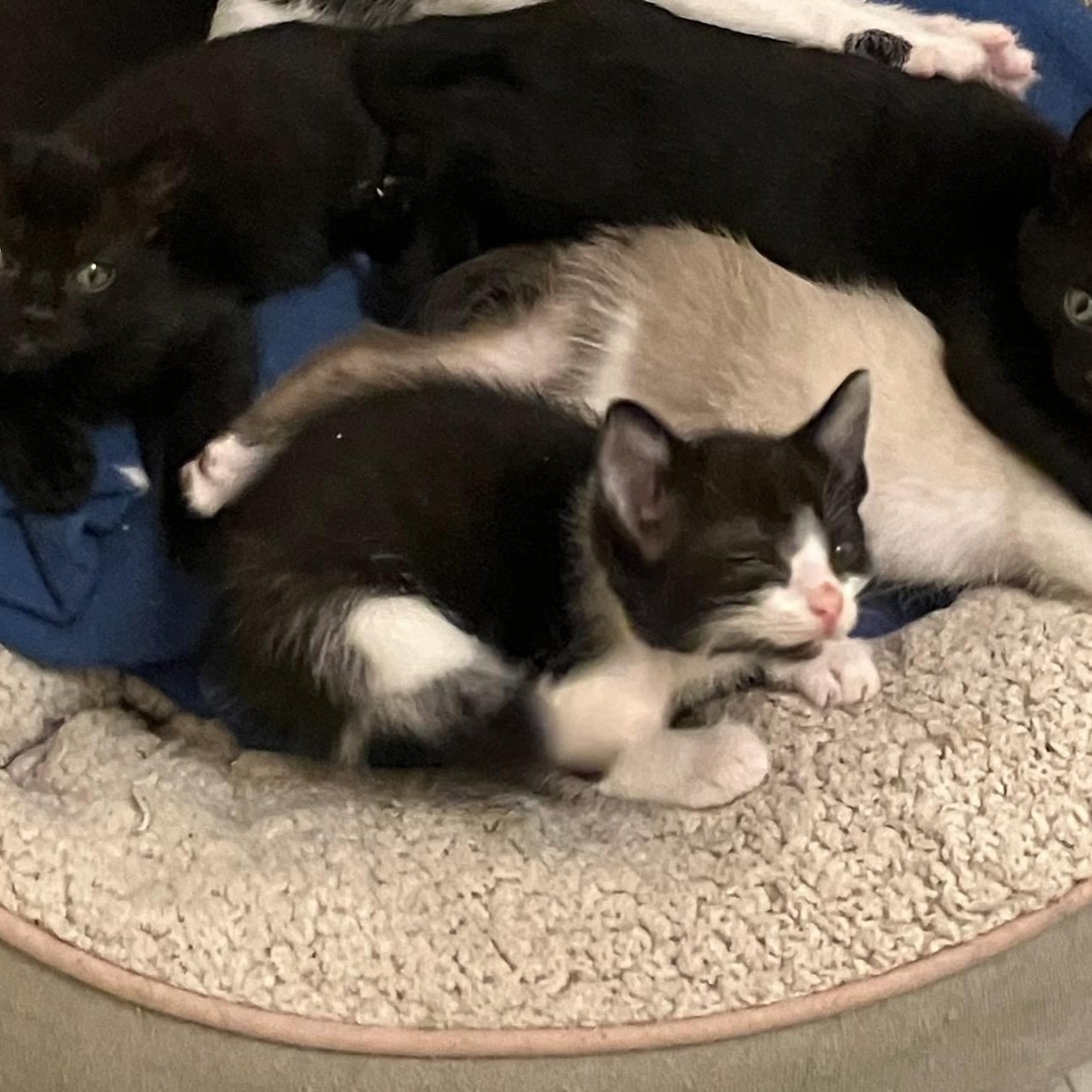 Fortune - Athens, GA, a Adoptable mixed breed in Athens, GA image 6/6