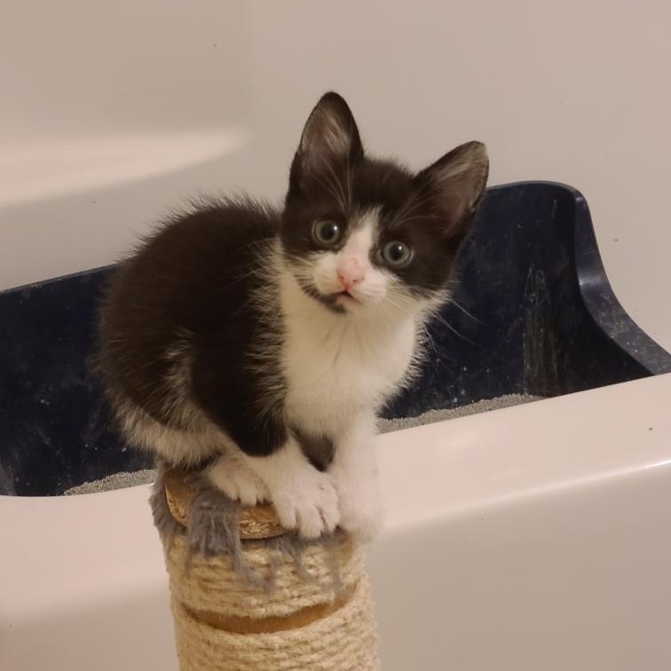 Fortune - Athens, GA, a Adoptable mixed breed in Athens, GA image 2/6