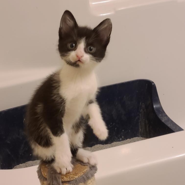 Fortune - Athens, GA, Adoptable, Kitten Female Domestic Short Hair & Tabby.