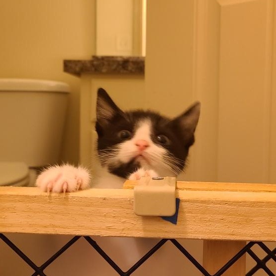 Fortune - Athens, GA, a Adoptable mixed breed in Athens, GA image 3/6