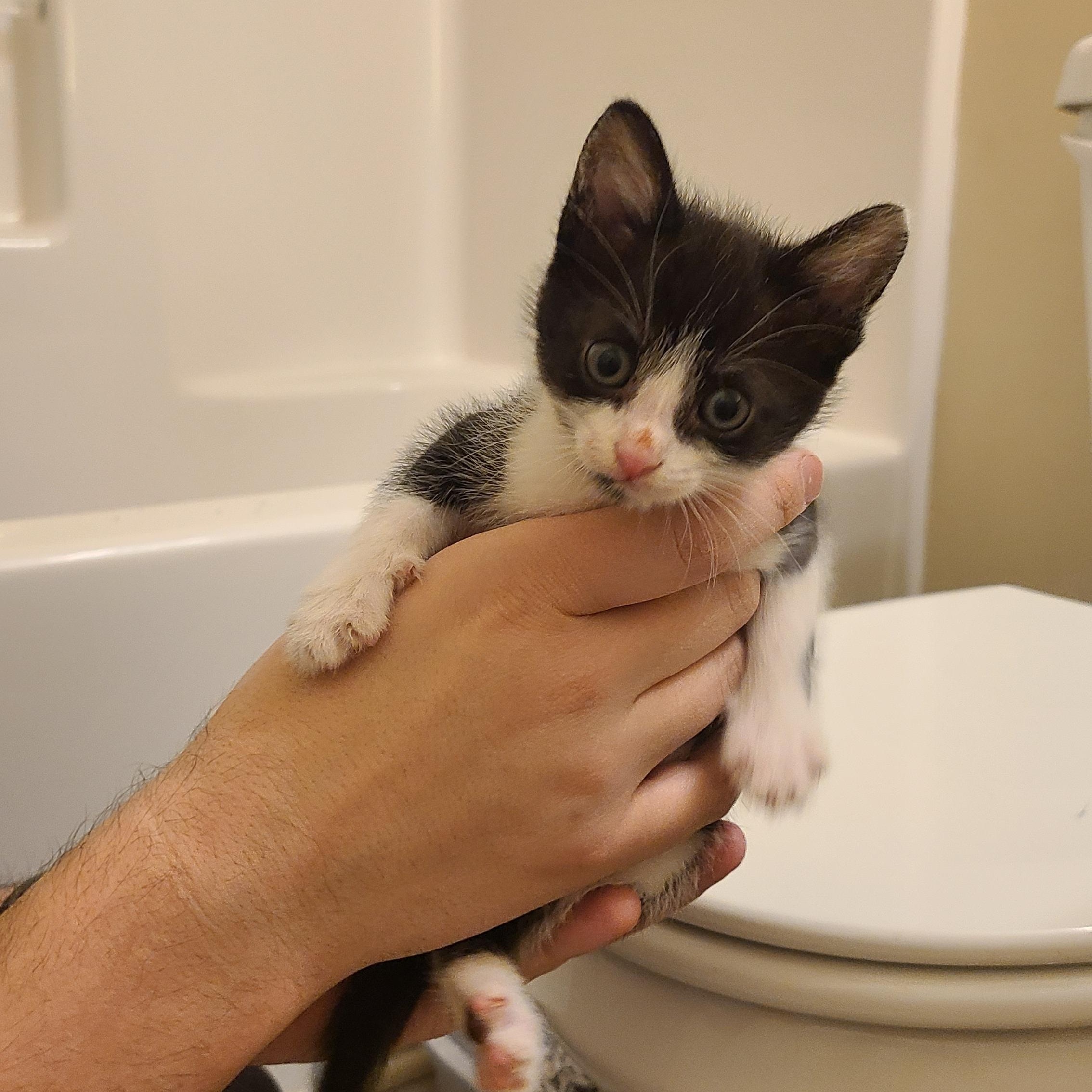 Fortune - Athens, GA, a Adoptable mixed breed in Athens, GA image 4/6