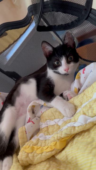 Enlarge Fortune - Athens, GA, a Adoptable mixed breed in Athens, GA video 5/6