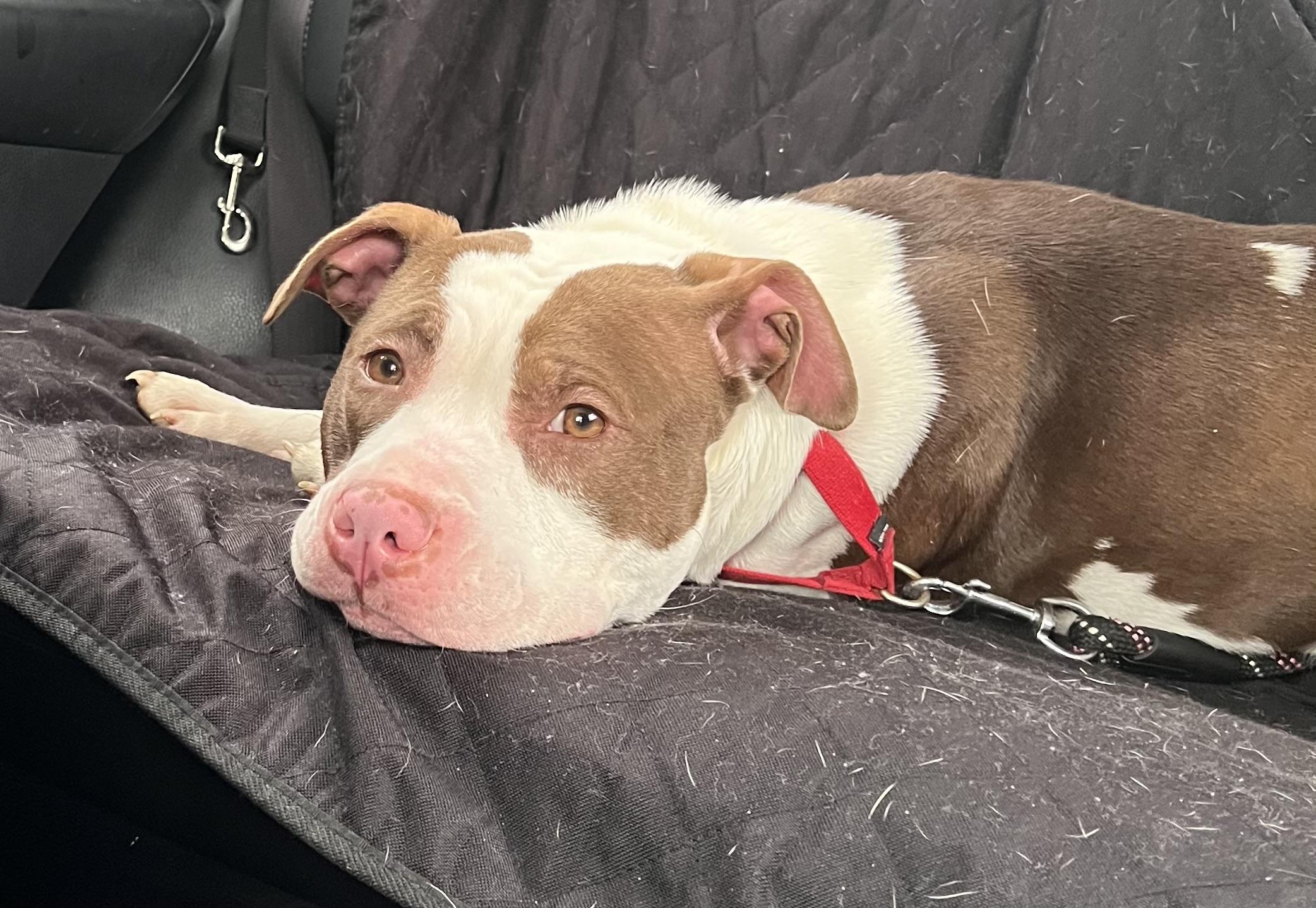 Enlarge Mallomar, a ADOPTABLE mixed breed in Medfield, MA image 2/5