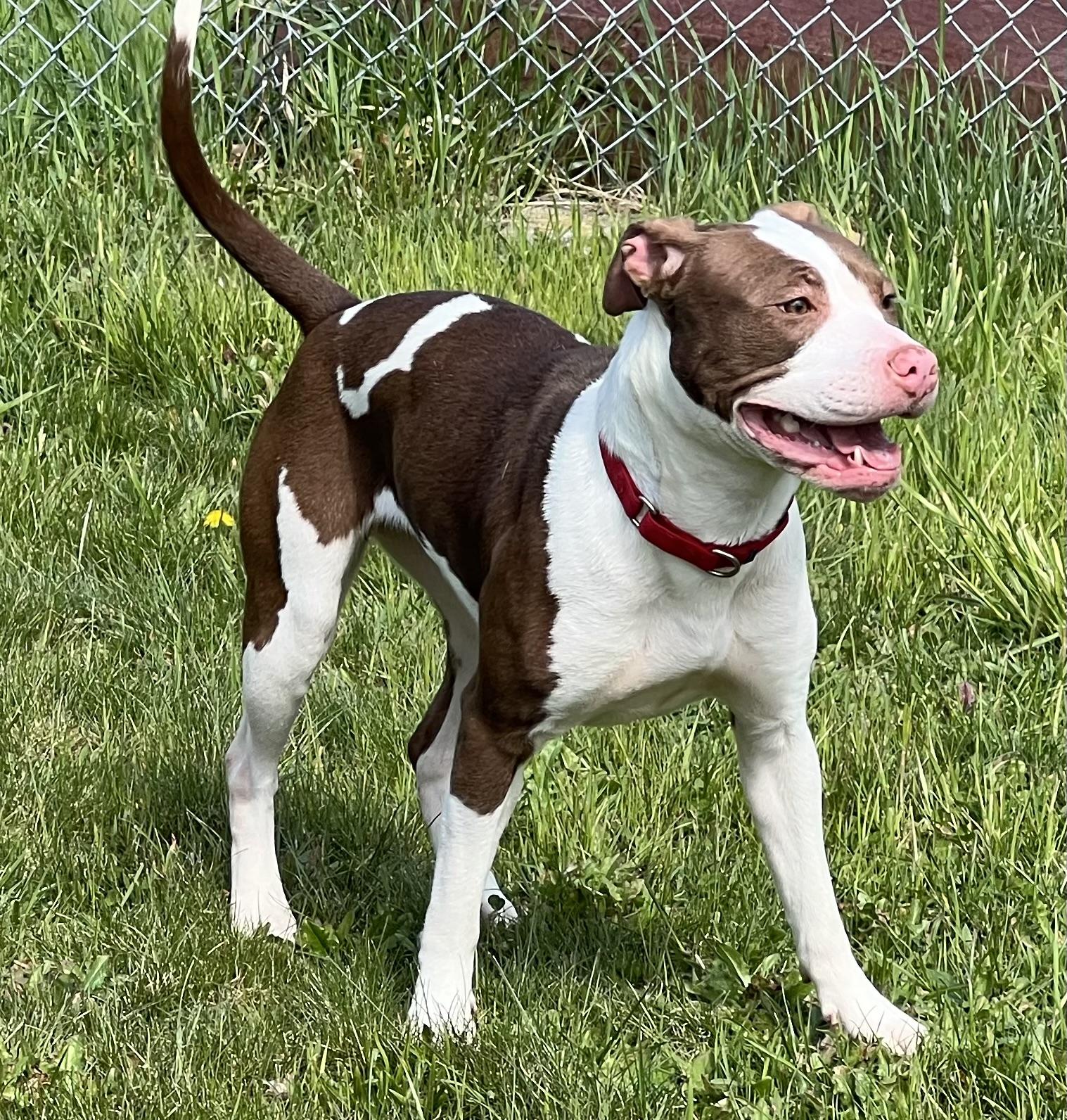 Enlarge Mallomar, a ADOPTABLE mixed breed in Medfield, MA image 3/5