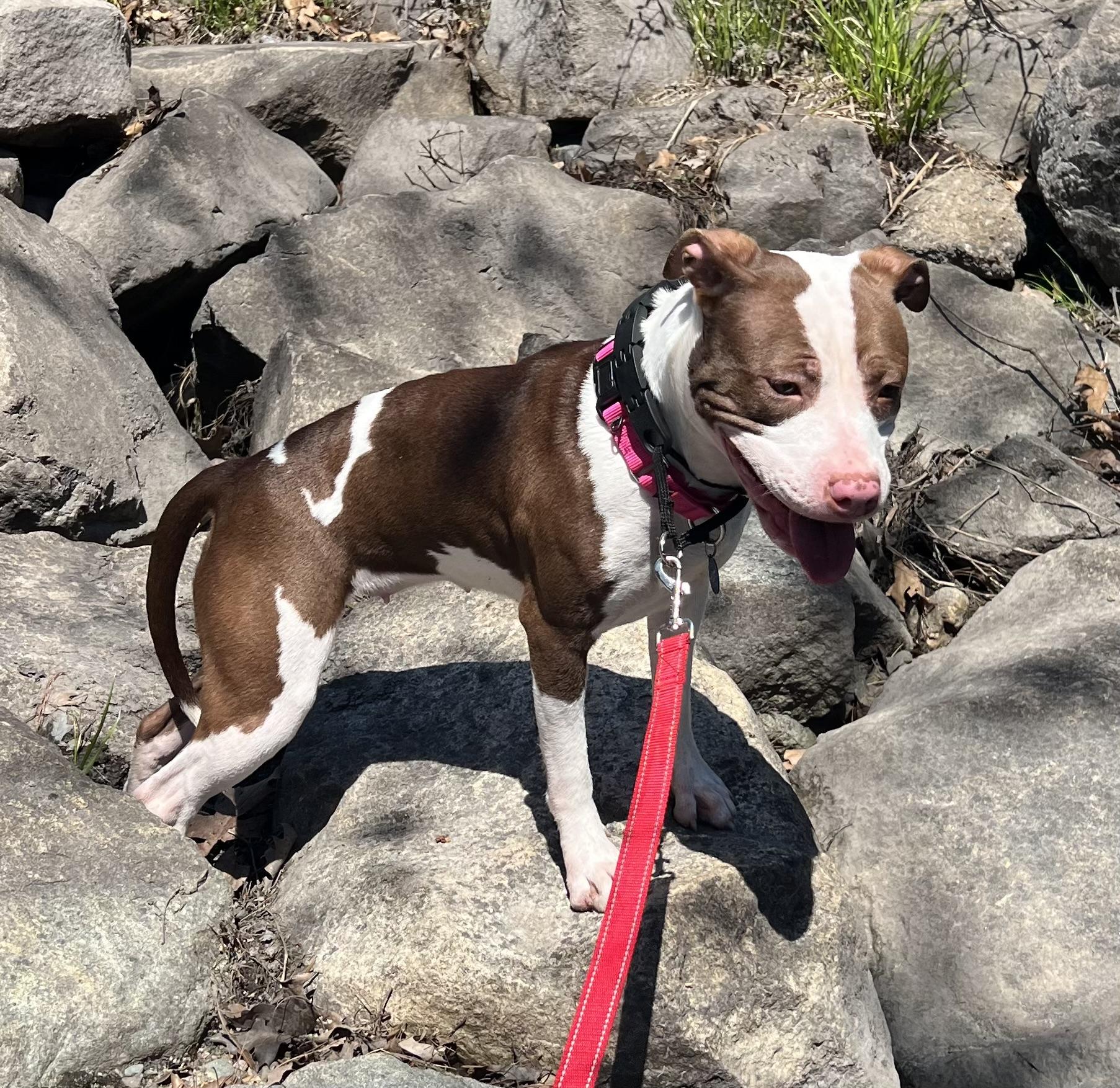 Enlarge Mallomar, a ADOPTABLE mixed breed in Medfield, MA image 1/5