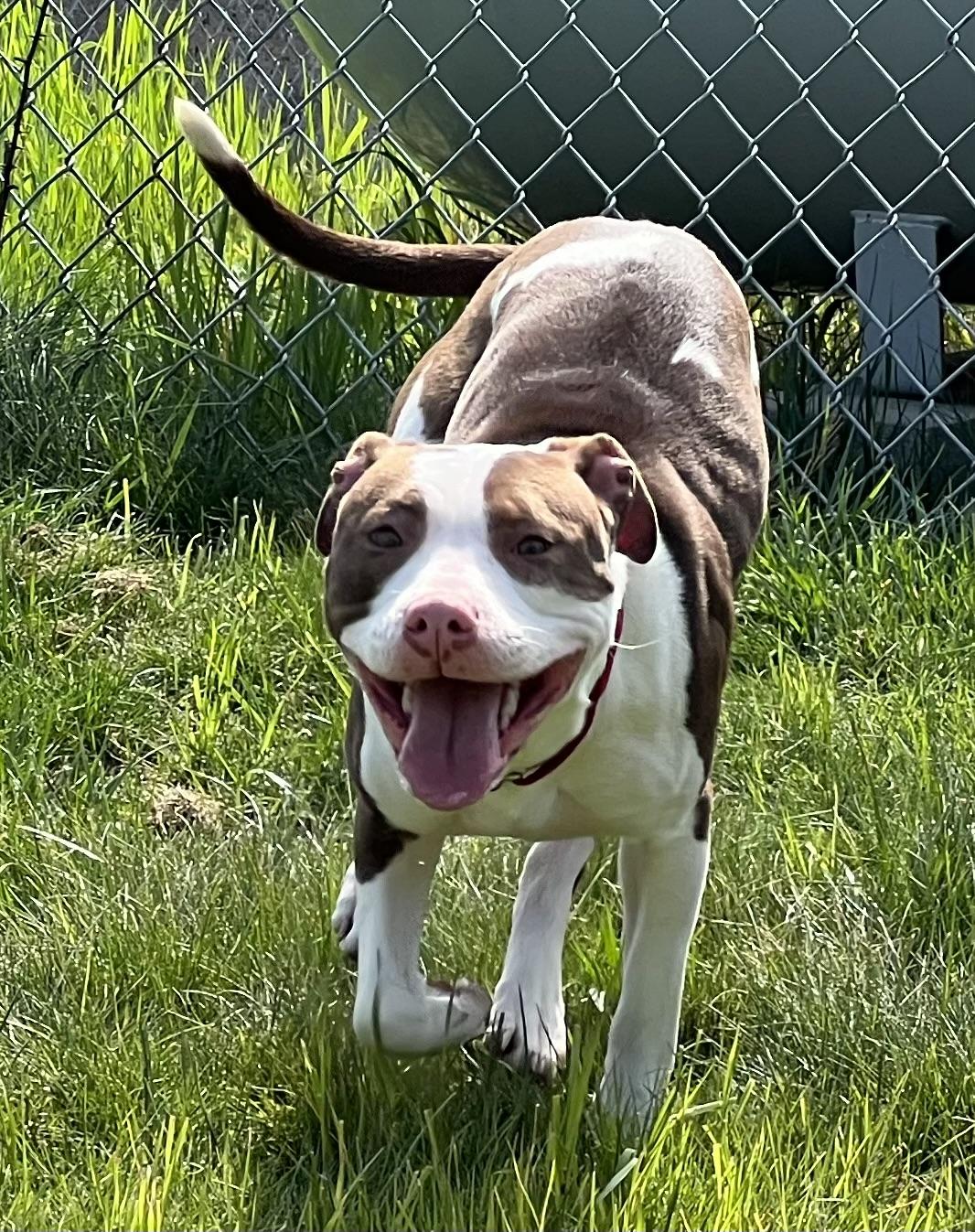 Enlarge Mallomar, a ADOPTABLE mixed breed in Medfield, MA image 4/5