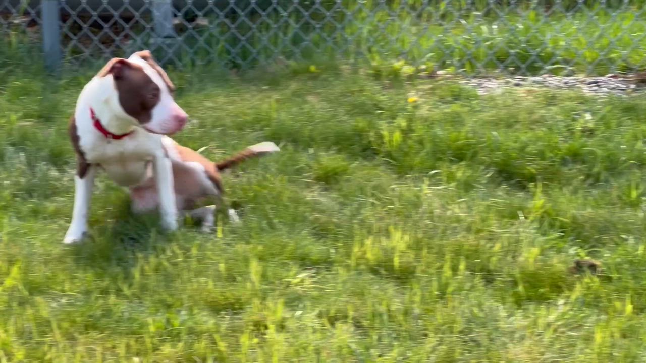 Enlarge Mallomar, a ADOPTABLE mixed breed in Medfield, MA video 5/5