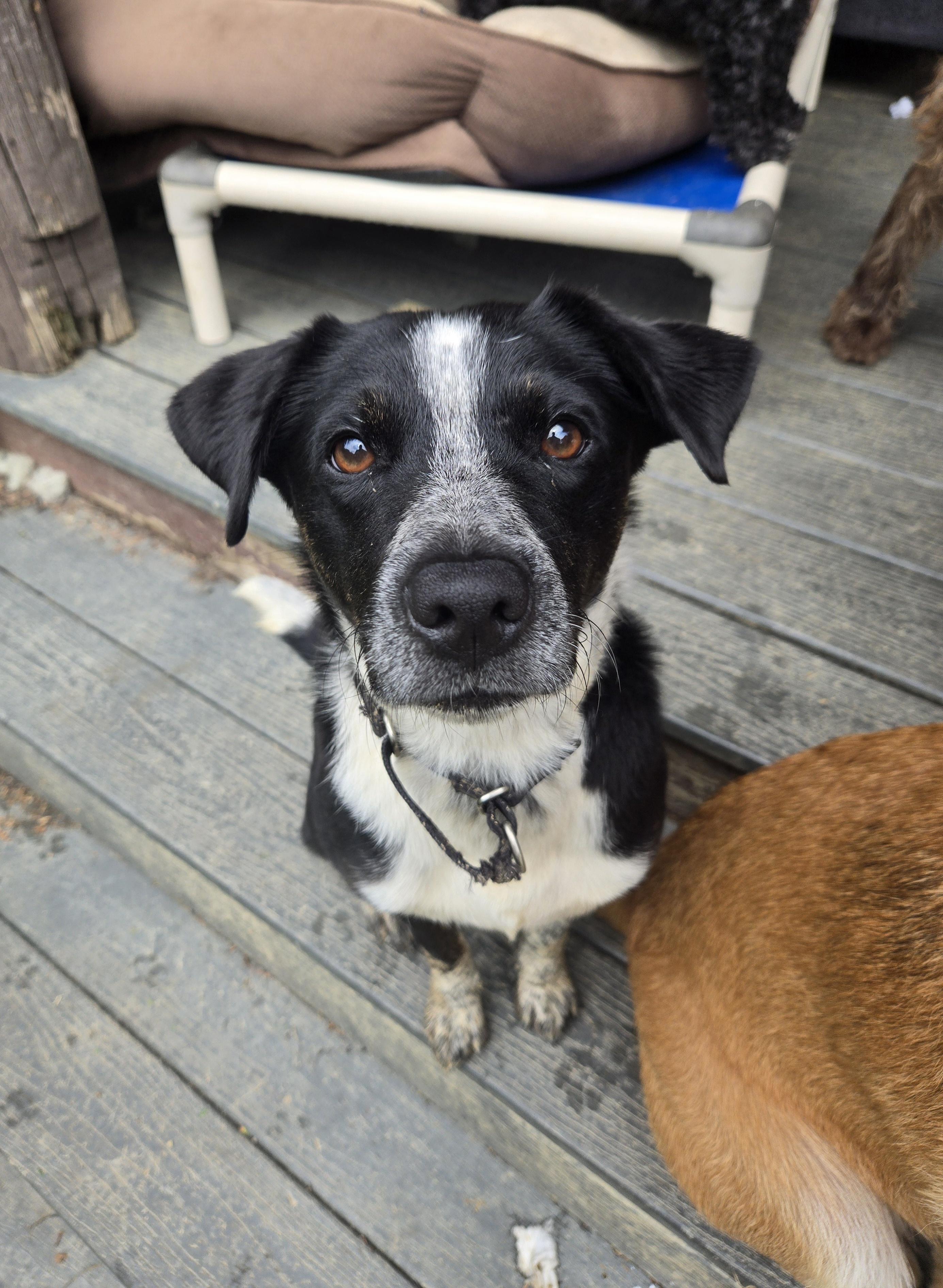 Harley, Adoptable, Adult Female Border Collie & Australian Cattle Dog / Blue Heeler.