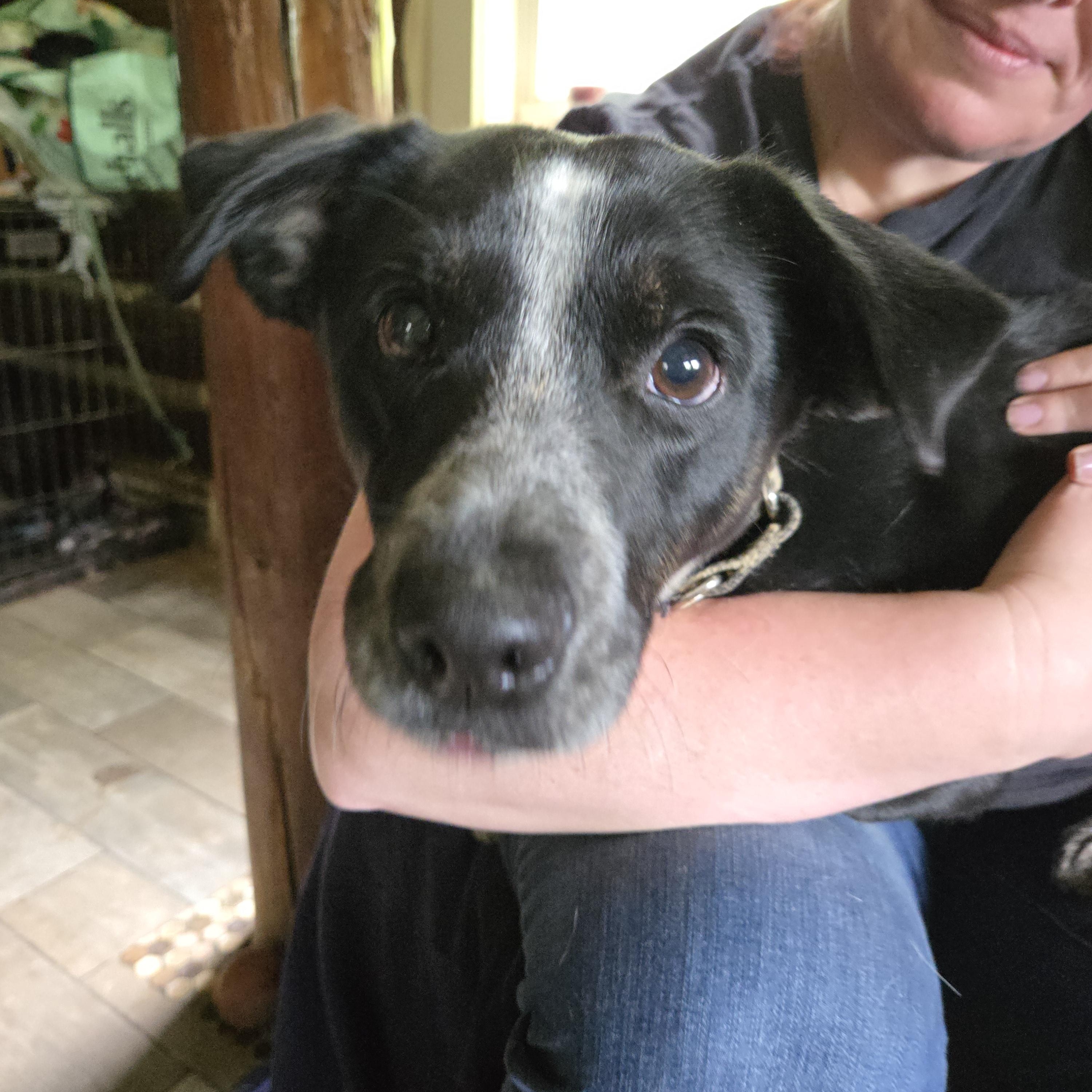 Harley, Adult Female Border Collie