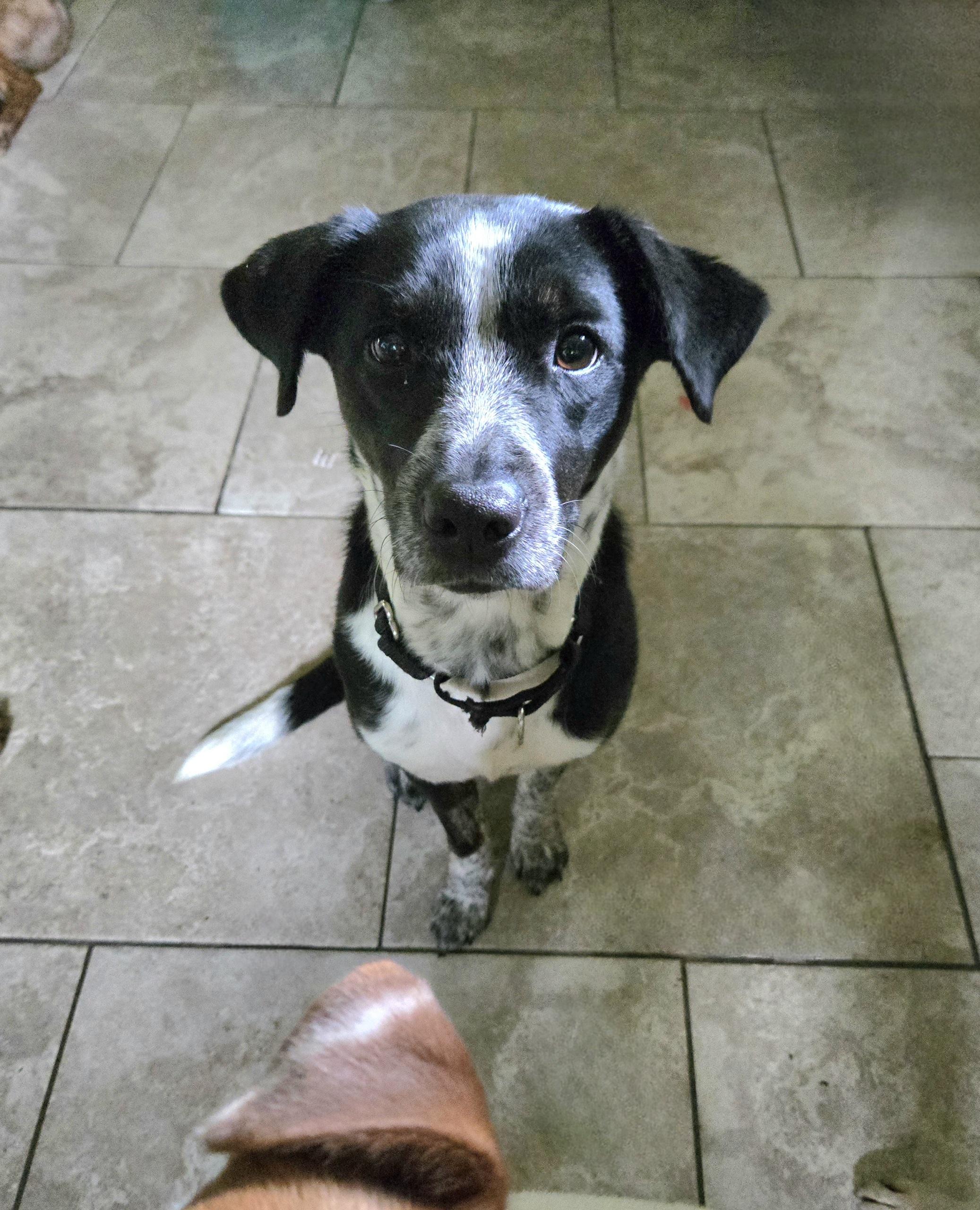 Harley, a Adoptable mixed breed in Friendship, NY image 3/3